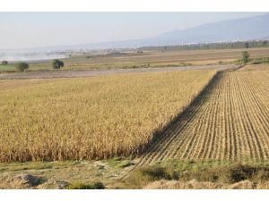 (Özel Haber) Atatürk’ün Kurutun Emriyle Gelen Bereket