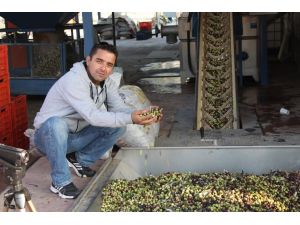 Foçada İlk Zeytin Hasadı Yapıldı