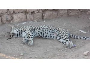 Leoparın Çilesi Bitmedi