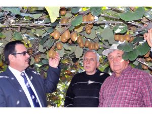 (Özel Haber) Kivi Hasadı Başladı