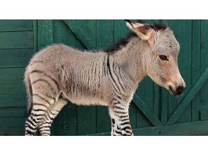 Yarı Zebra, Yarı Eşek