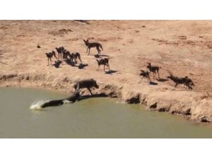 Yaban Domuzu Timsaha Böyle Yem Oldu