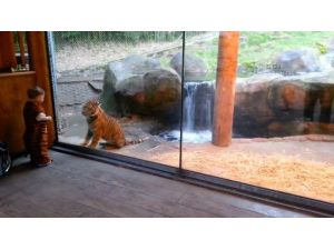 Minik Çocukla Yavru Kaplanın Dostluğu