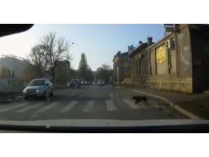 Trafik Kurallarına Uyan Köpek