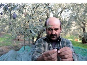 (Özel Haber) - Zeytin Hasadına Sinek Vuruğu Engeli