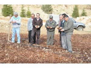 Mersin’de Sedirin Serüveni Devam Ediyor