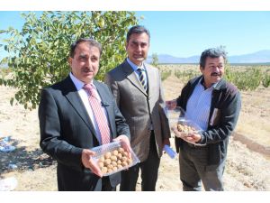 Beyşehir Ceviz Üretiminde Kaman’a Rakip Olacak