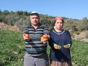 Kasım’da Tarla Domatesi