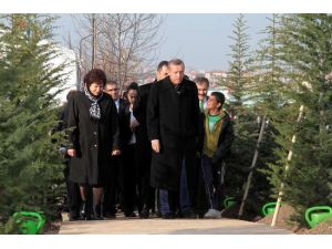 Erdoğan Fidan Dikti