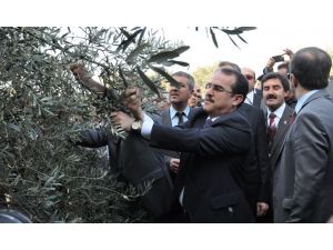 Bakan Ergin, Zeytin Hasat Şenliğine Katıldı