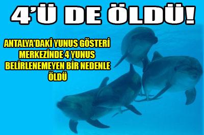 Antalyada 4 gösteri yunusu öldü 