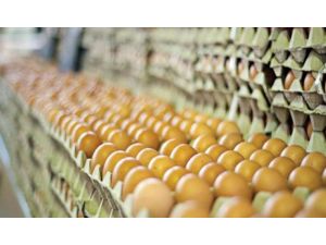 Yumurta Üretimi Rekor Yükselişte