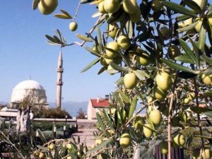 Zeytinciler Yetkililere Seslendi