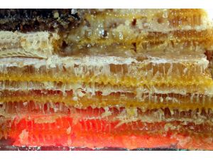 Ordu, 100 Ülkeyi Geride Bıraktı