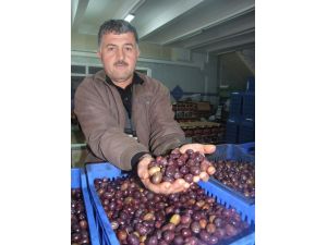 “Eşek” Zeytini Zam Şampiyonu