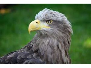 Amerika’da Şok Eden Ceza