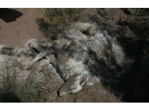 Tam 12 Bin Hayvan İtlaf Edildi