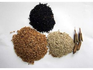 Piyasada Neden Susam Yok ?