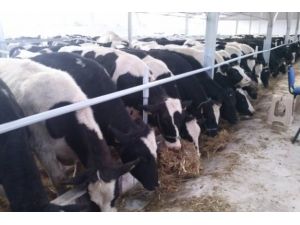 Hayvan İhracatı Başlıyor