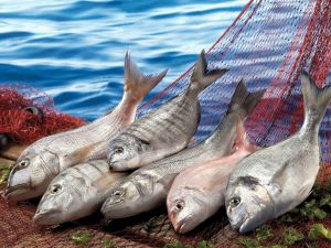 Balıkçılık Sektörü