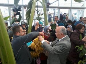 Kütahyada Muz Hasatı