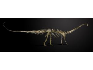 Dev Dinozor İskeleti 651 Bin Dolara Satıldı