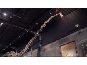 160 Milyon Yıllık Dinozor İskeletine Servet