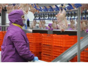 Türk Tavuğu, Dünyanın 55 Ülkesine Uçtu