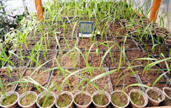 İlk Kez Palmiye Yetiştiriliyor  