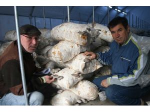 Ayvalık İstiridye Mantarı İle Kalkınacak
