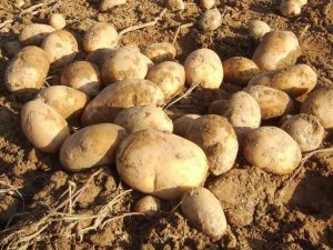 Patates Zam Şampiyonu Oldu