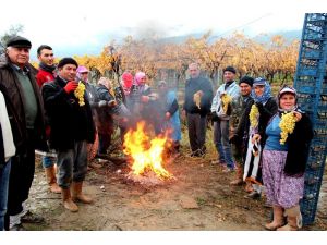 Üzüm Kesimi Soğuk Yağmur Dinlemiyor