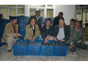 Zeytin Üreticisi Devletten Destek Bekliyor