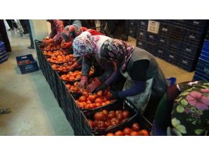 Suriye Ve Irak’a İhraç Ediliyor