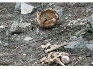 400 Bin Yıllık İnsan Dna’sı Bulundu