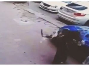 Karateci Kedi Köpeğe Saldırdı