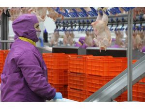 (Özel Haber) 2014 Yılında Avrupa Türk Tavuğu Yiyecek