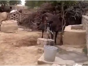 İneklerin En Zekisini Bulduk