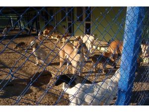 Barınaktaki Köpekler Ölüme Terk Edildi