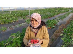 Türkiye Çetin Kış Şartlarıyla Mücadele Ederken, Silifke’de Çilek Hasadı Yapılıyor