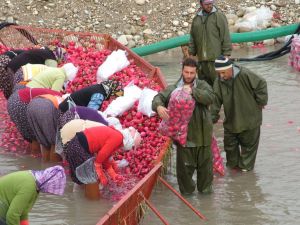 Kadirli’de Turp Sezonu Başladı