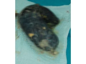 Doktorlar Bile İnanamadı