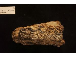 4.4 Milyon Yıllık At Kemiği Bulundu