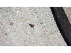 Tuz İçin Ölüme Meydan Okudular