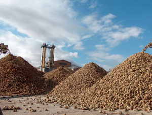 Elbistan Şeker Fabrikasında 47 Bin Ton Şeker Üretildi