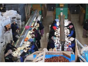 Kestane Sınırları Aştı