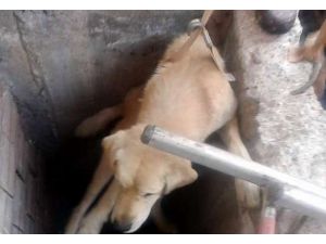 Gel Buraya Tatlı Şey !