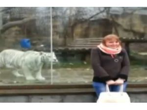 Genç Kız Kaplanla Fotoğraf Çektirmek İsterse…