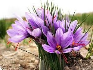 Tümör Tedavisinde Umut Veren Bitki