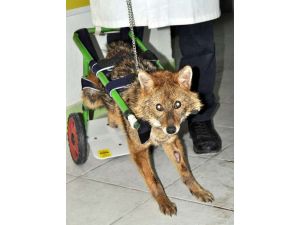 Yavru Çakala Şans İlk Kez Güldü